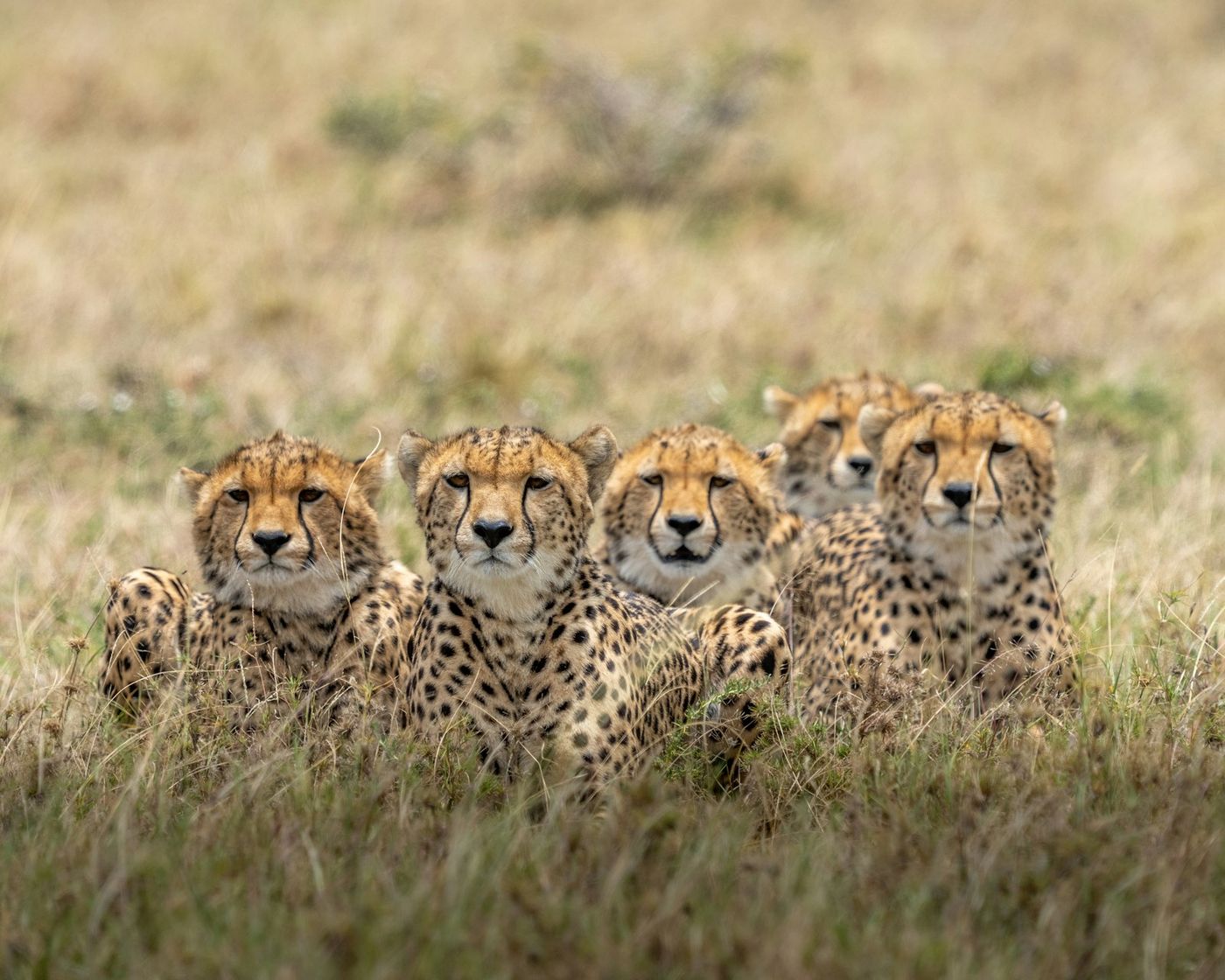 Kenya scenery
