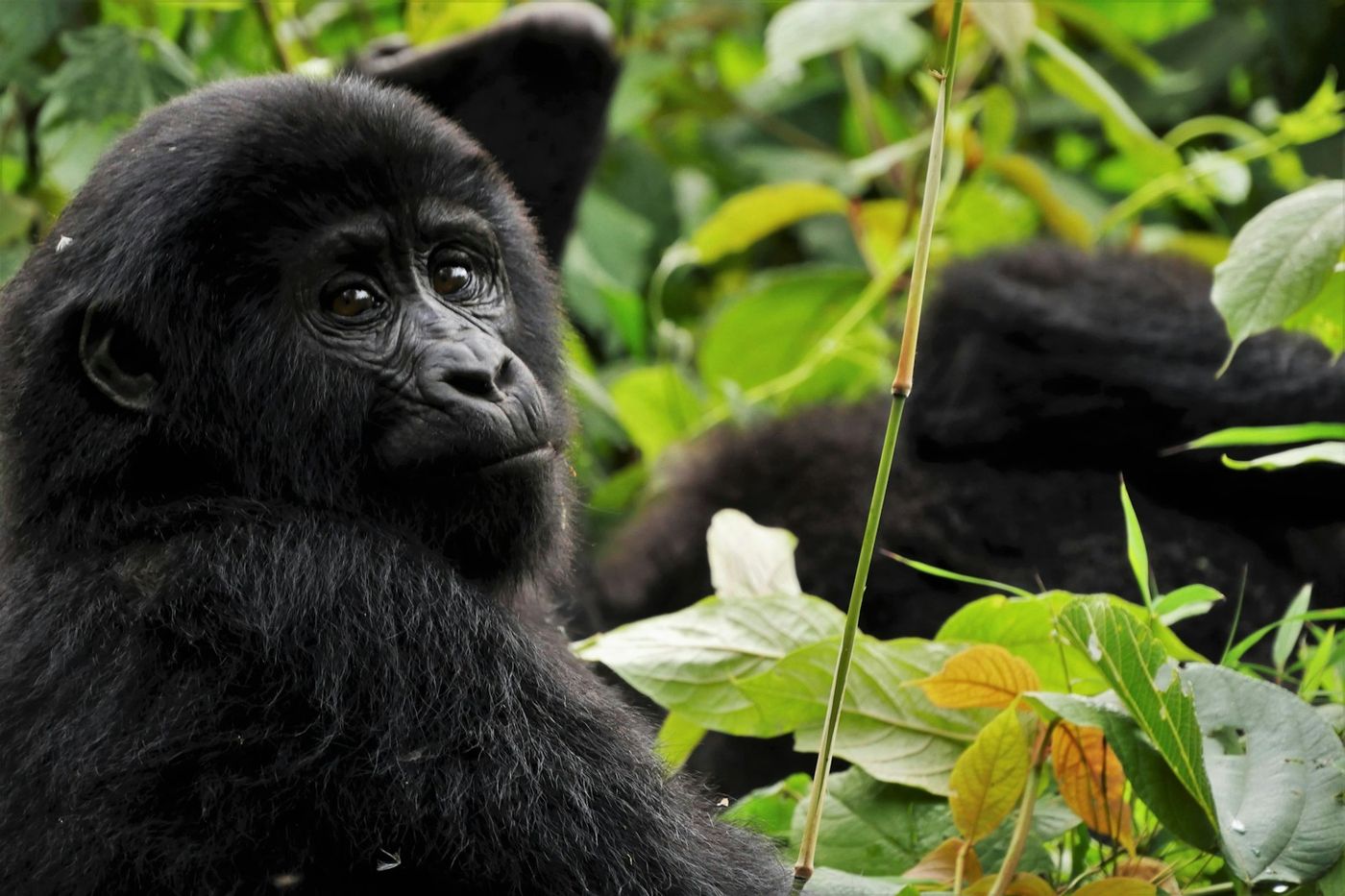 Uganda scenery